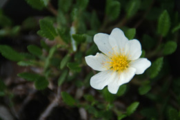 Dryas octopetala Zilverwortel bestellen